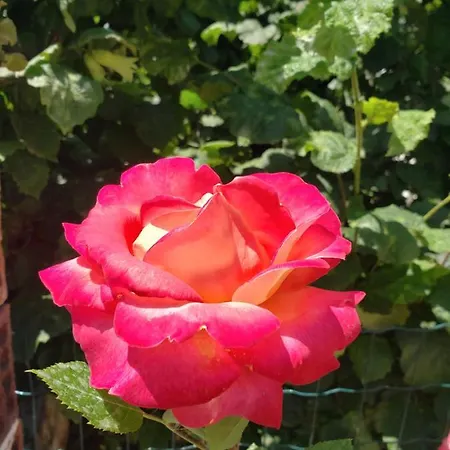 Luan Гостевой дом Ксамил